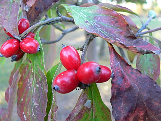 {Cornus florida}